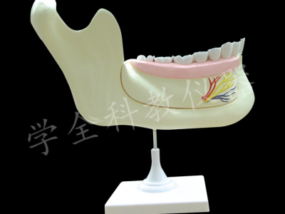 33221 牙列及磨牙解刨模型