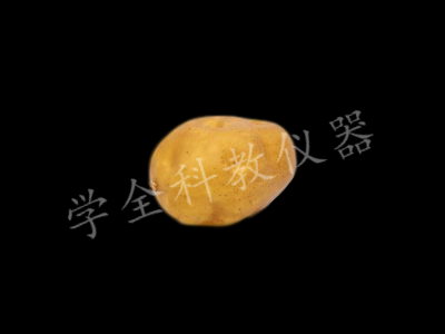 土豆模型