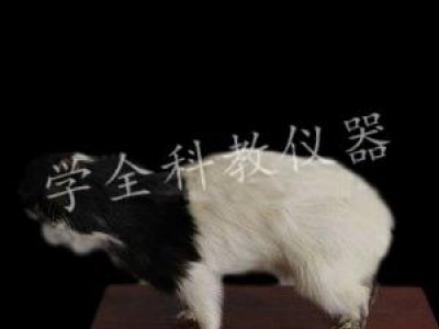 動物標本